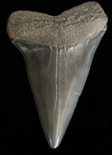 Fossil Mako Shark Tooth - Georgia #39890